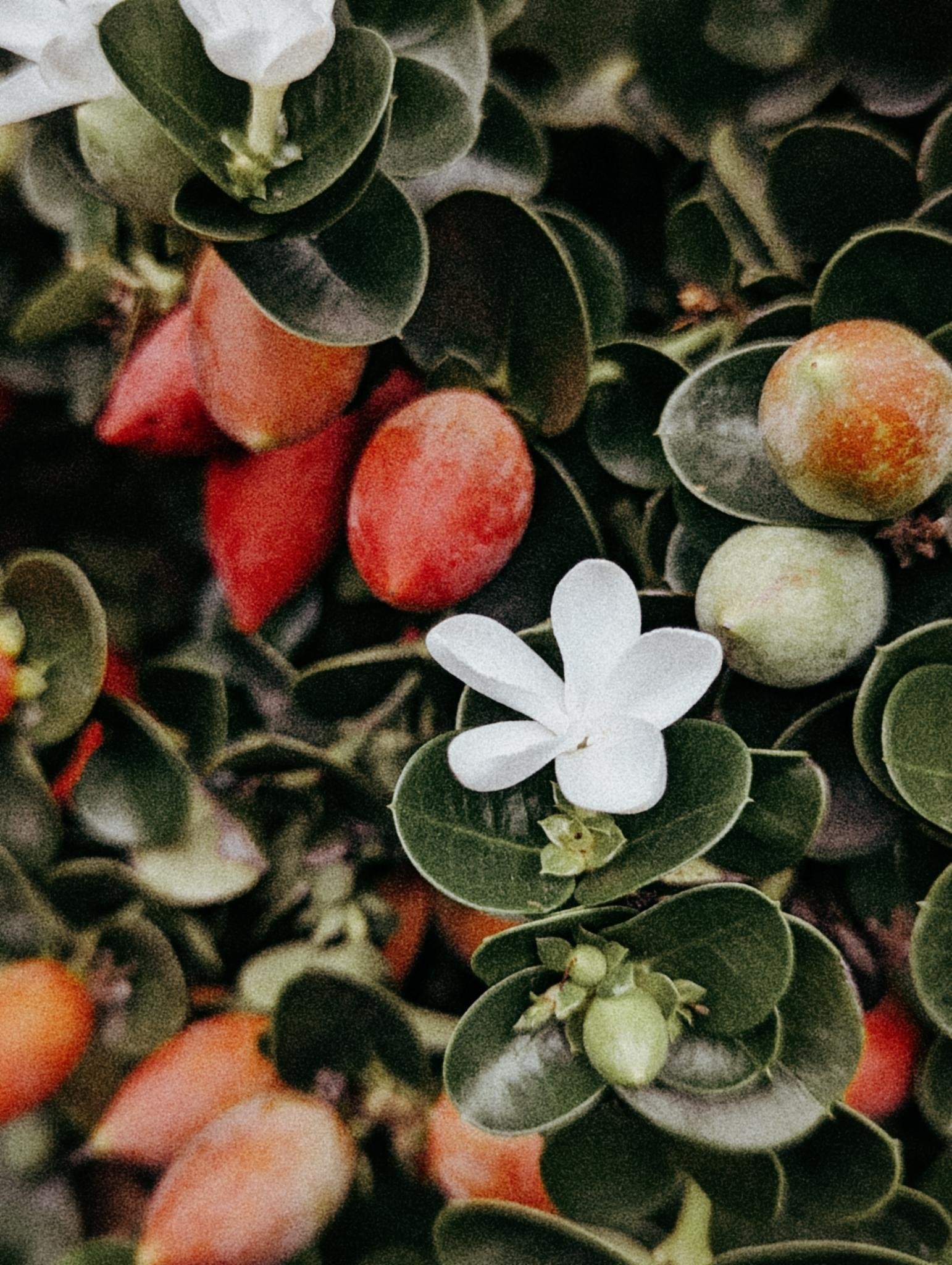 A small white flower among green leaves and red berries