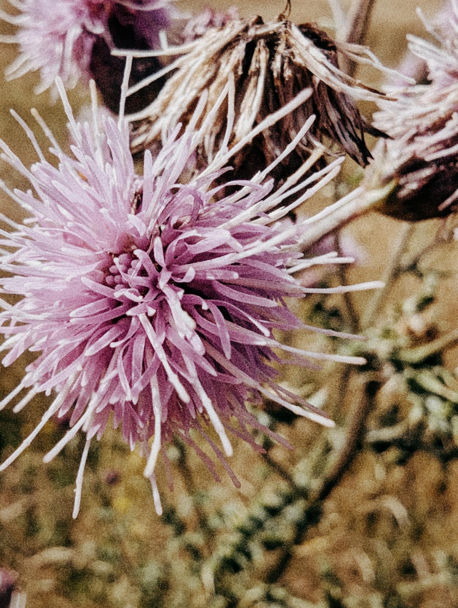 A pink thistle flower in bloom
