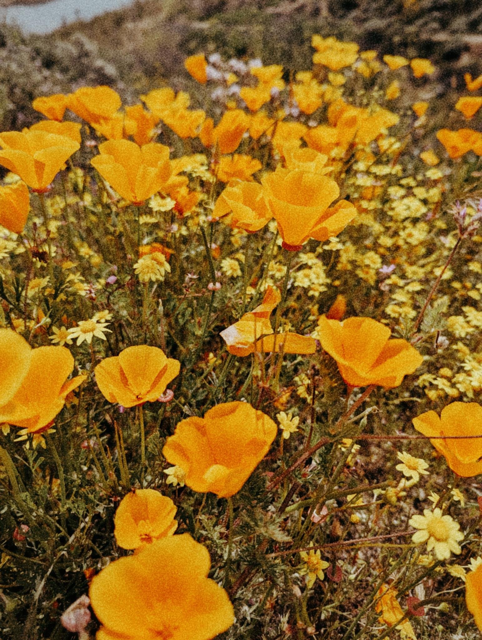 A field of orange California poppies and yellow wildflowers